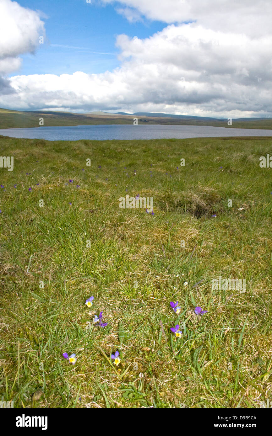 Berg-Stiefmütterchen wachsen mit Kuh grün Reservoir, obere Teesdale Stockfoto