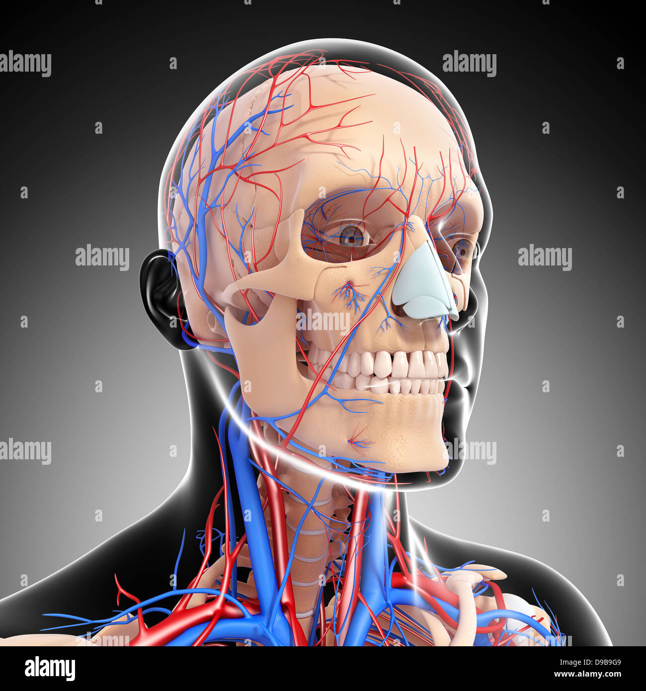 Herz-Kreislauf-System der menschlichen Kopf Anatomie Stockfoto