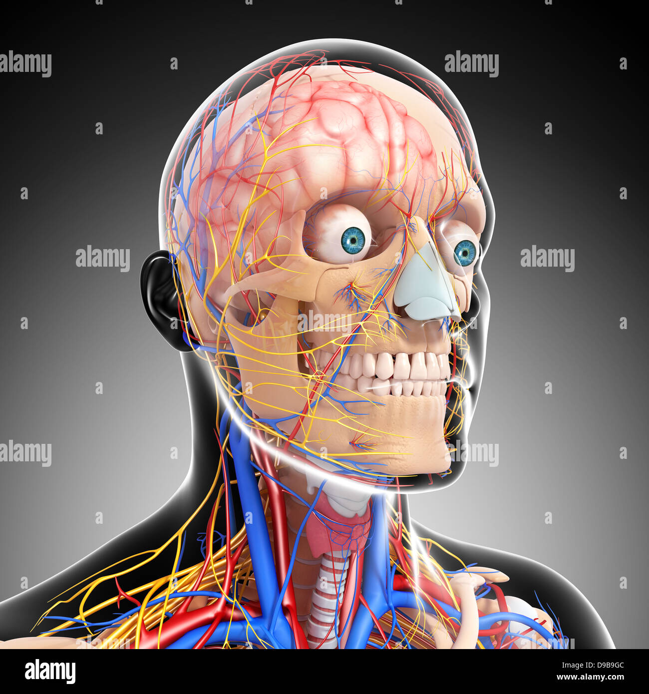 Herz-Kreislauf-System der menschlichen Kopf Anatomie Stockfoto