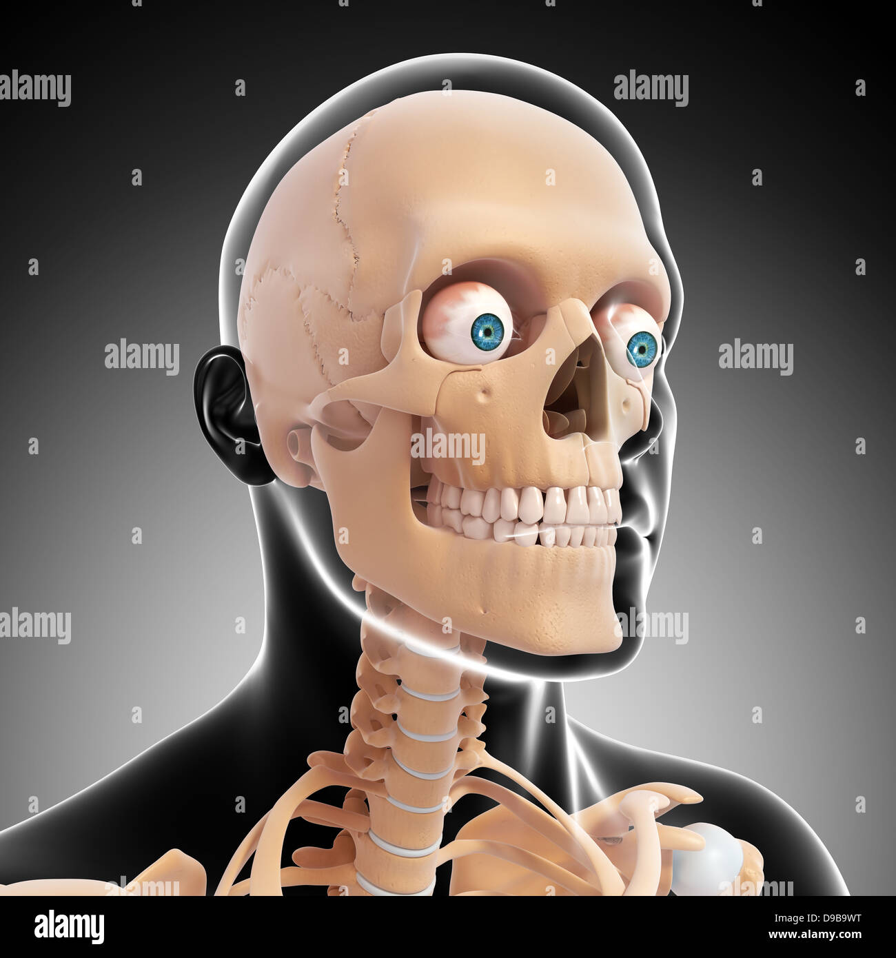 Anatomie des Menschen Kopf in Form von Xray Stockfoto