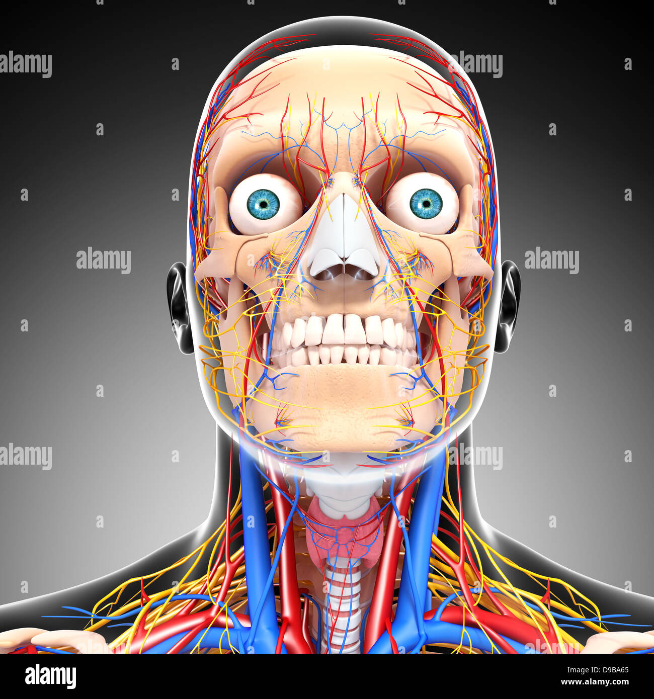 Herz-Kreislauf-System der menschlichen Kopf Anatomie Stockfoto