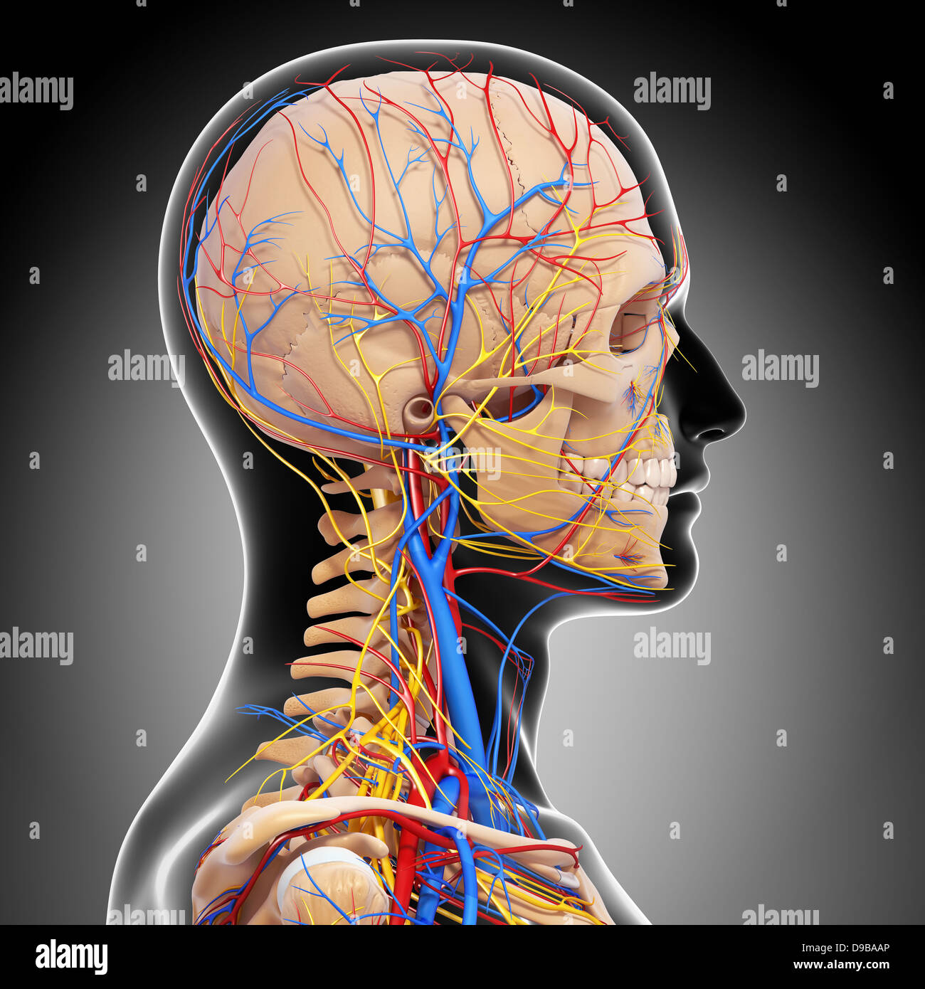 Herz-Kreislauf-System der menschlichen Kopf Anatomie Stockfoto
