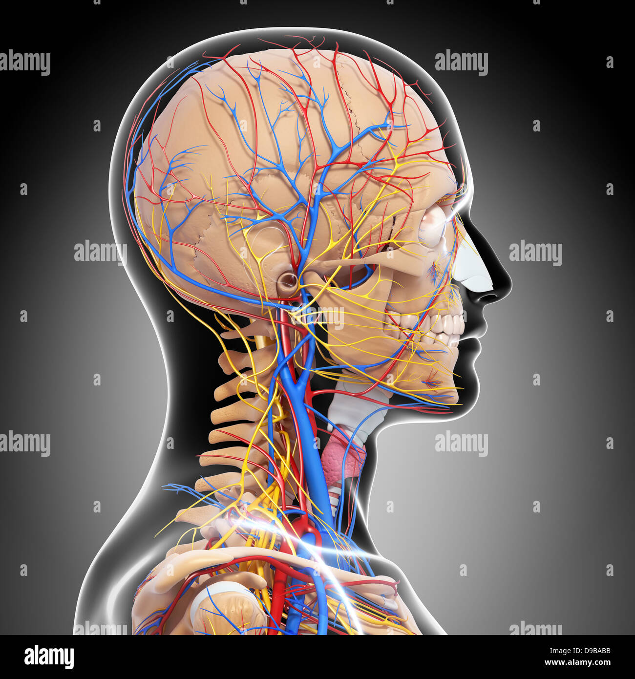 Herz-Kreislauf-System der menschlichen Kopf Anatomie Stockfoto
