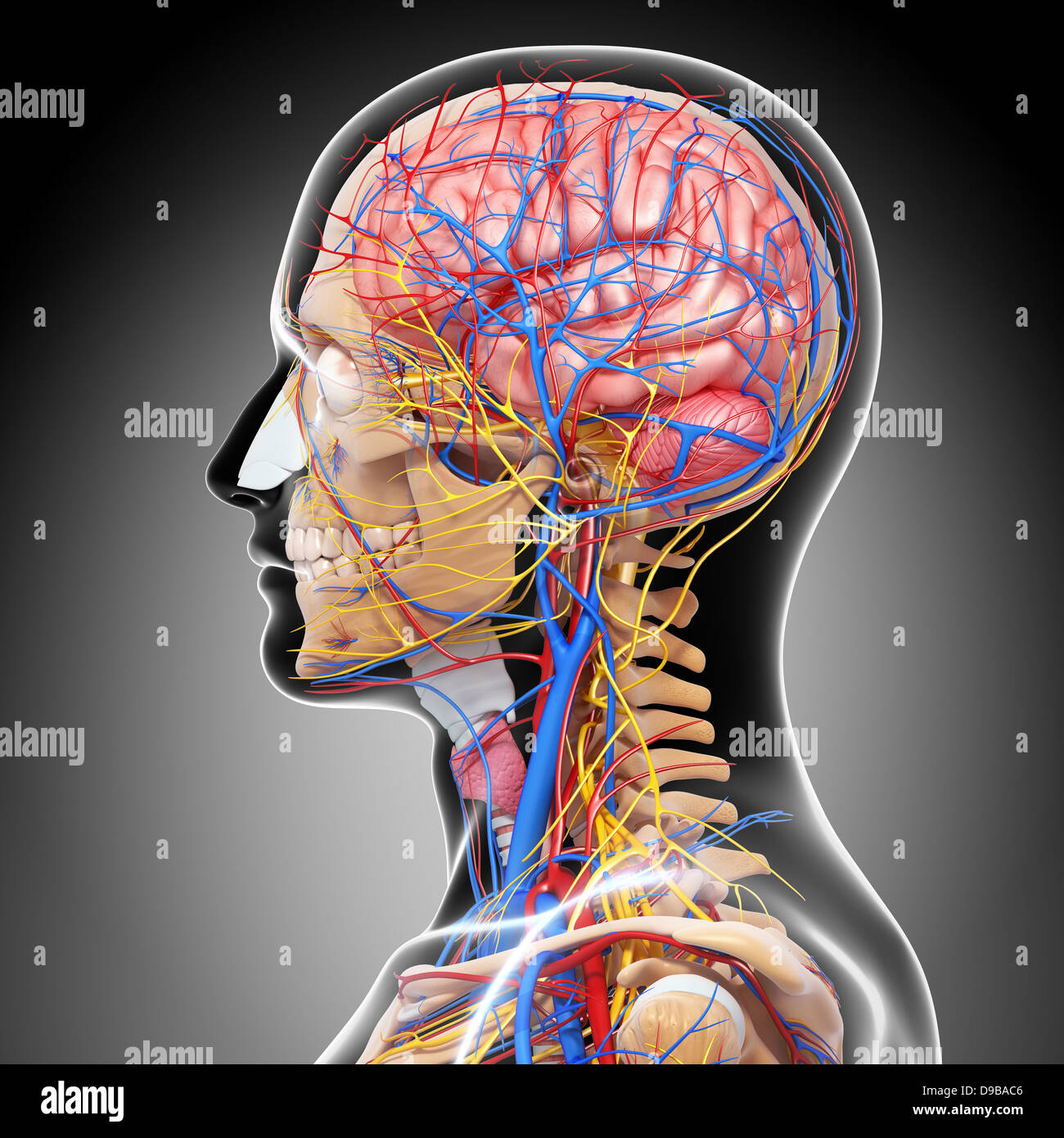 Herz-Kreislauf-System der menschlichen Kopf Anatomie Stockfoto