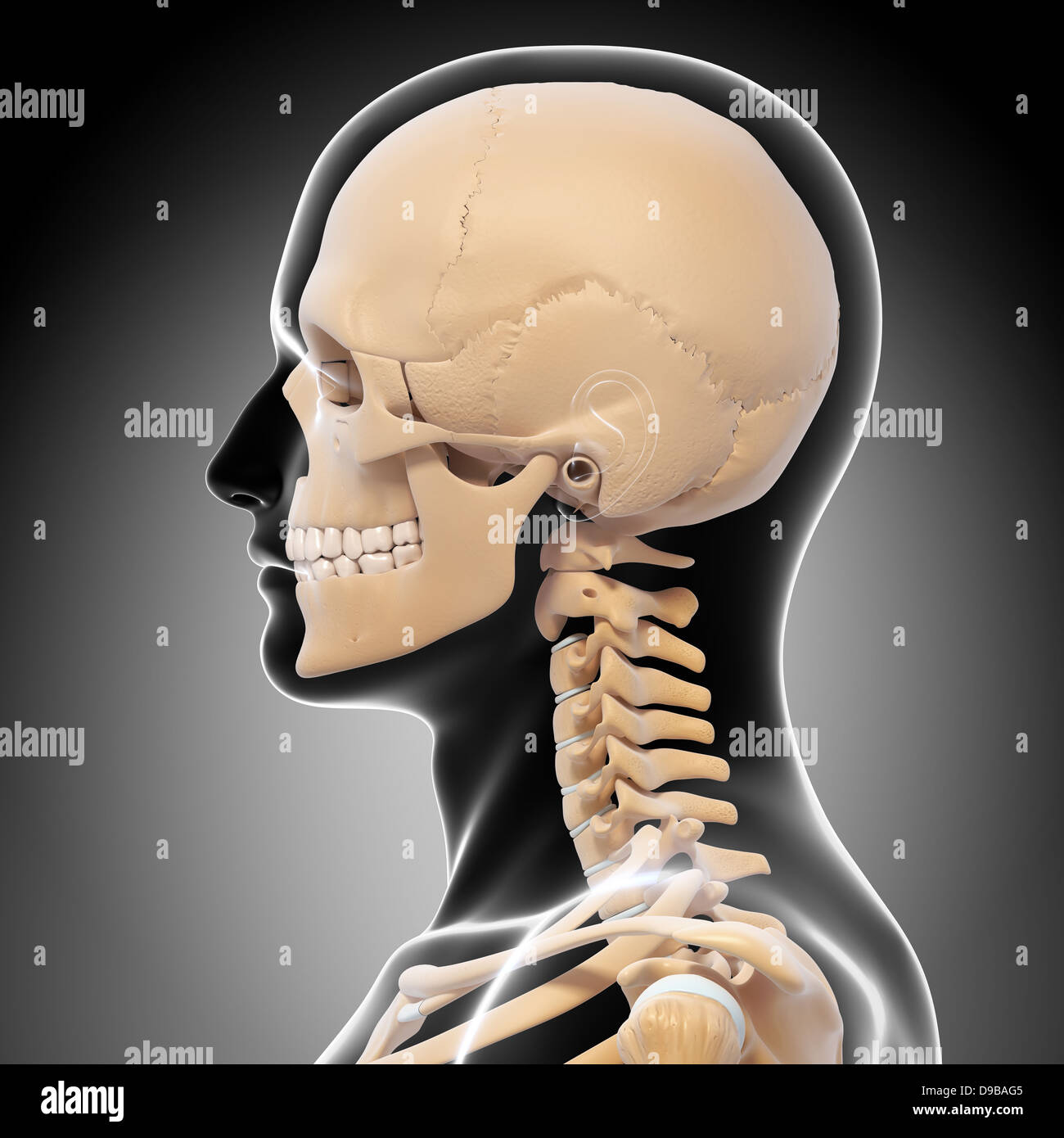 Anatomie des Menschen Kopf in Form von Xray Stockfoto