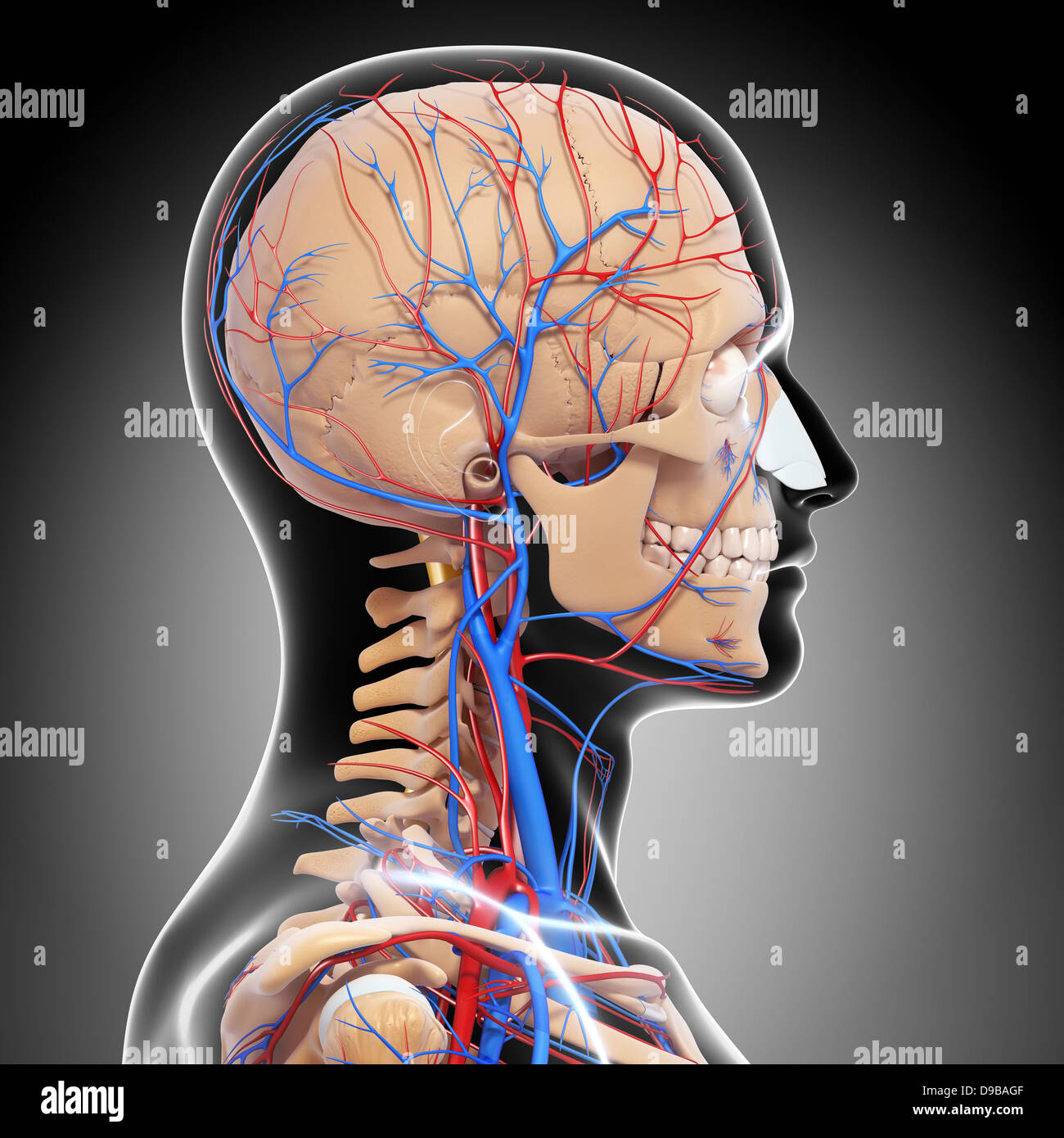Herz-Kreislauf-System der menschlichen Kopf Anatomie Stockfoto