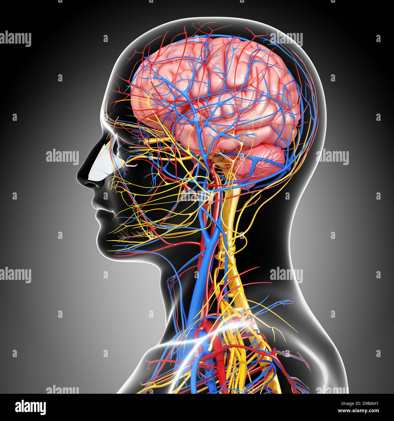 Herz-Kreislauf-System der menschlichen Kopf Anatomie Stockfoto