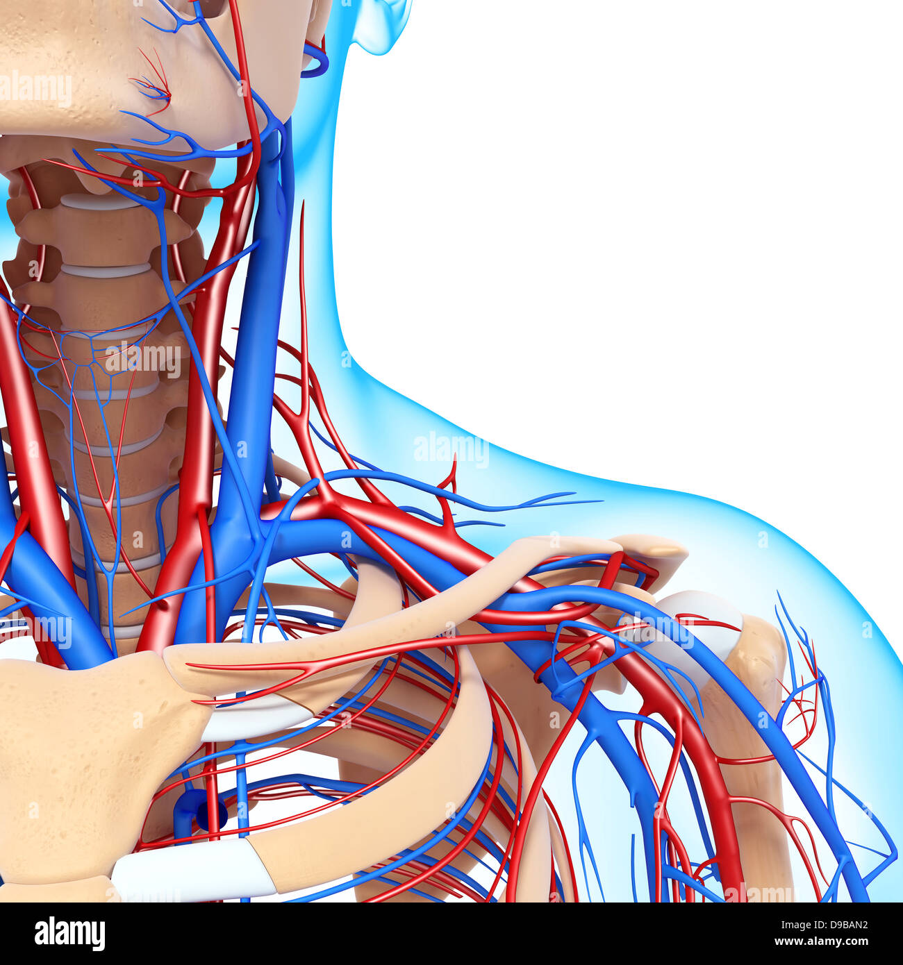 Herz-Kreislauf-System der menschlichen Kopf Anatomie Stockfoto