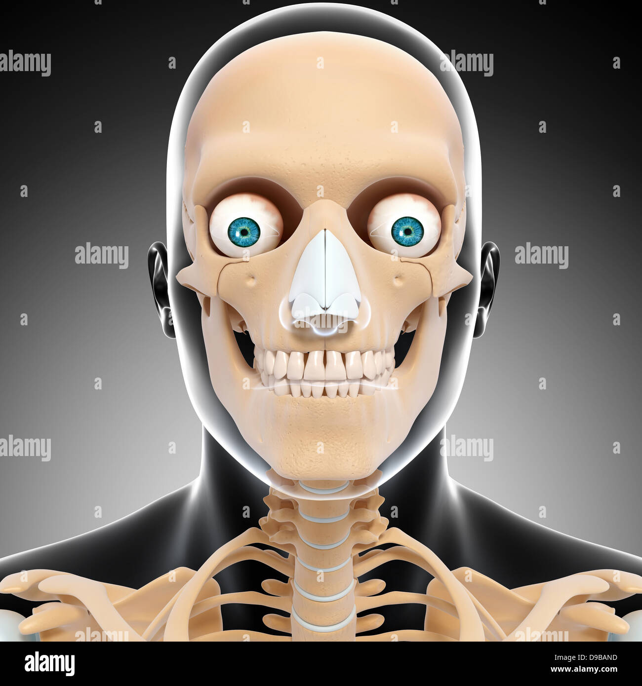 Anatomie des Menschen Kopf in Form von Xray Stockfoto