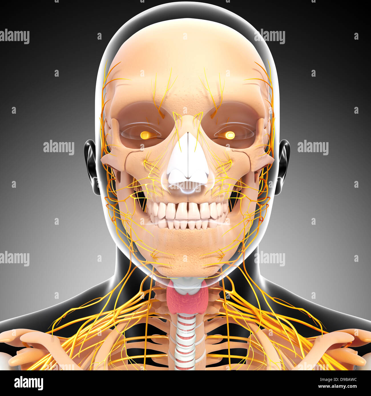 Nervensystem des menschlichen Kopf Anatomie in Form von x-ray Stockfoto