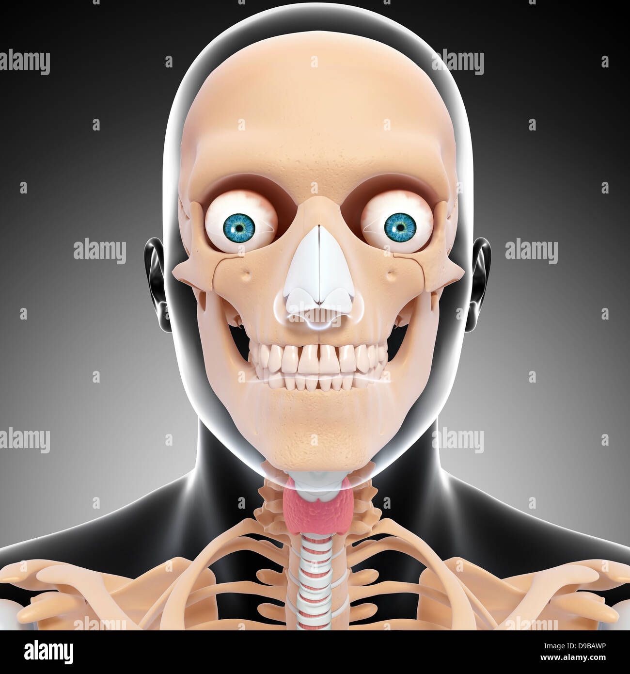 Anatomie des Menschen Kopf in Form von Xray Stockfoto
