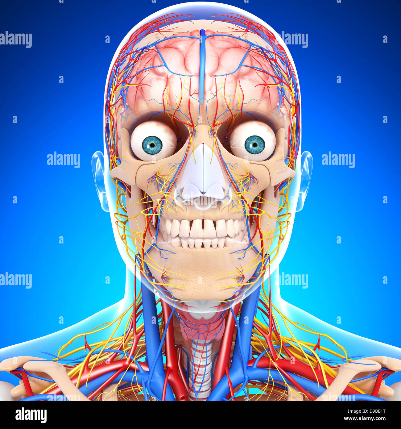 Herz-Kreislauf-System der menschlichen Kopf Anatomie Stockfoto