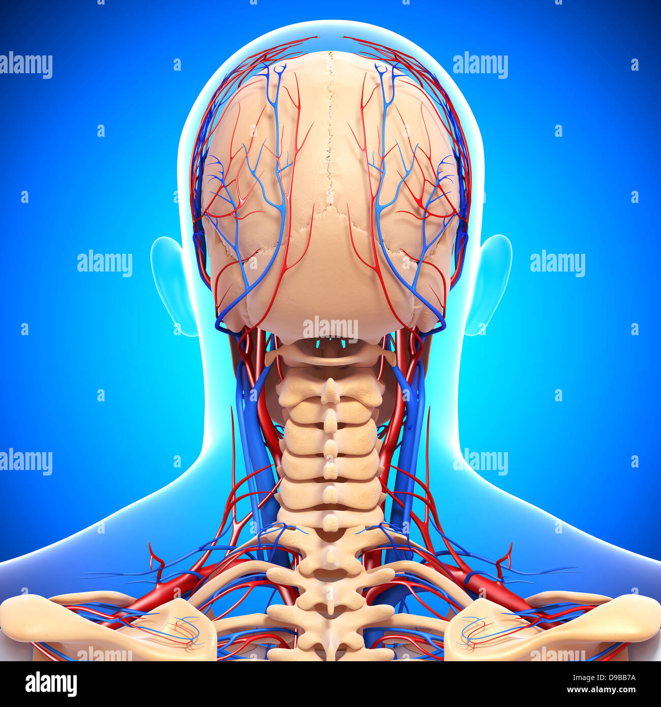Herz-Kreislauf-System der menschlichen Kopf Anatomie Stockfoto
