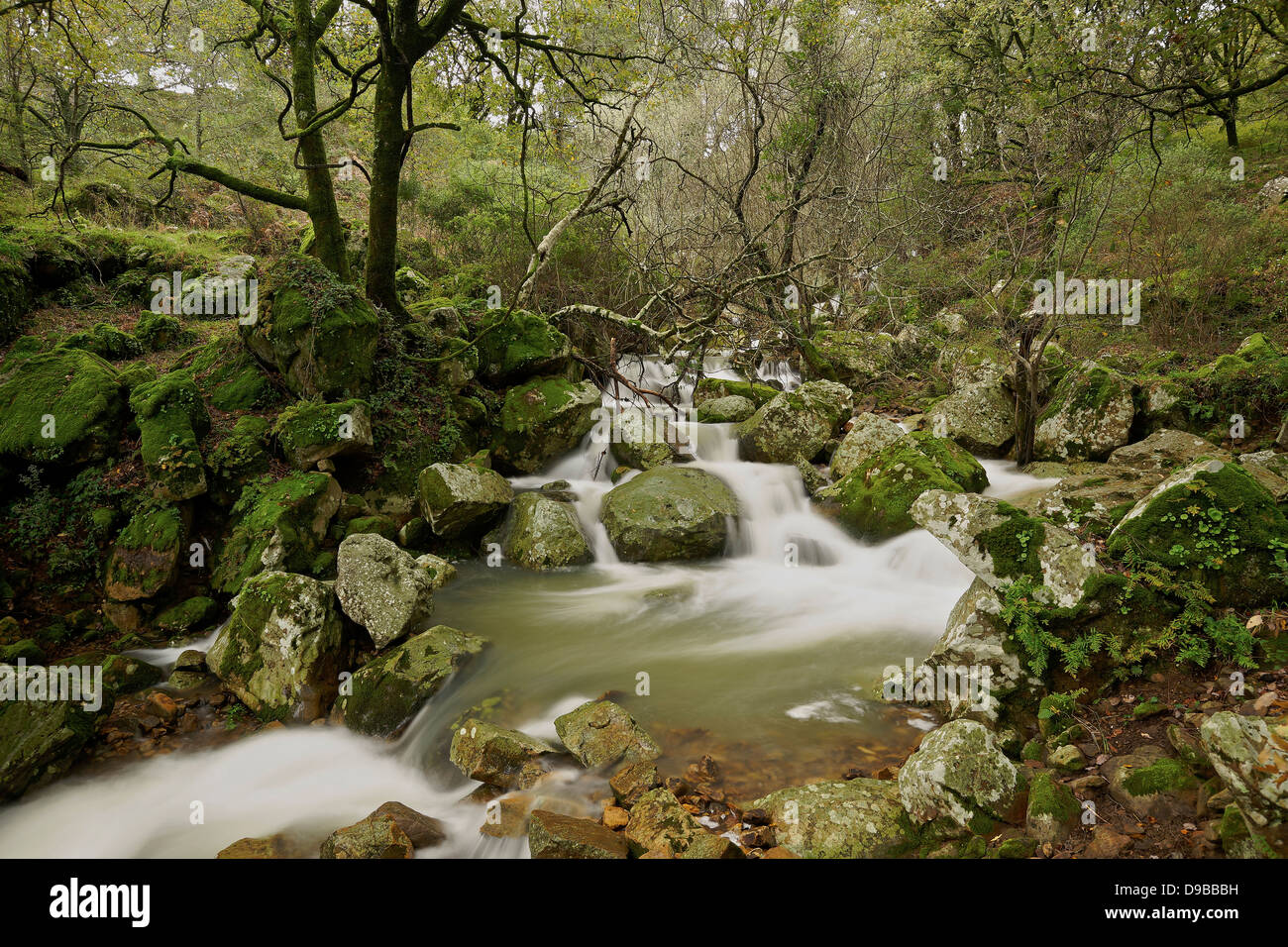 Wasserfälle, Los Alcornocales Andalusien Park Naturwald, Flussumwelt Stockfoto