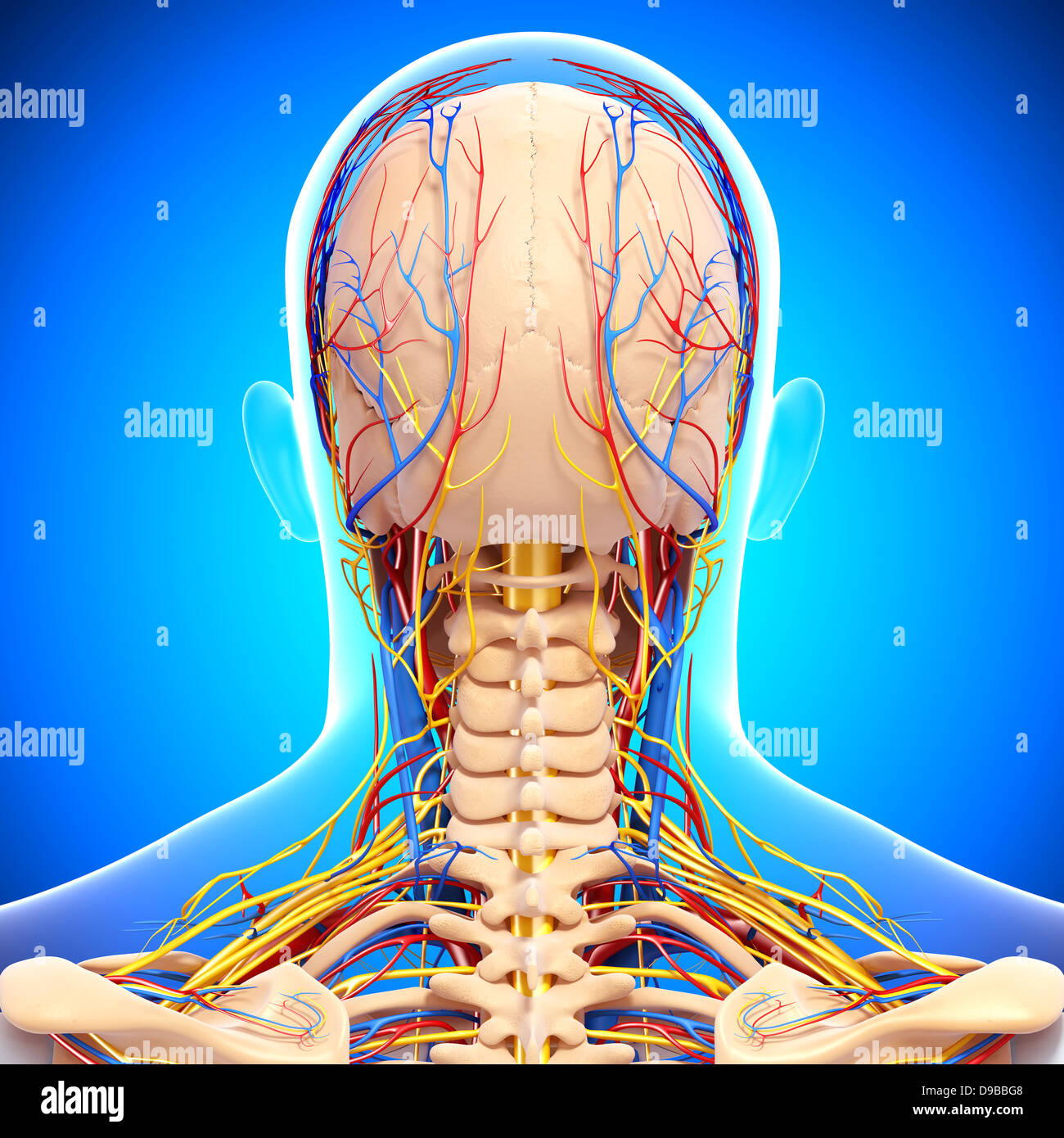Herz-Kreislauf-System der menschlichen Kopf Anatomie Stockfoto