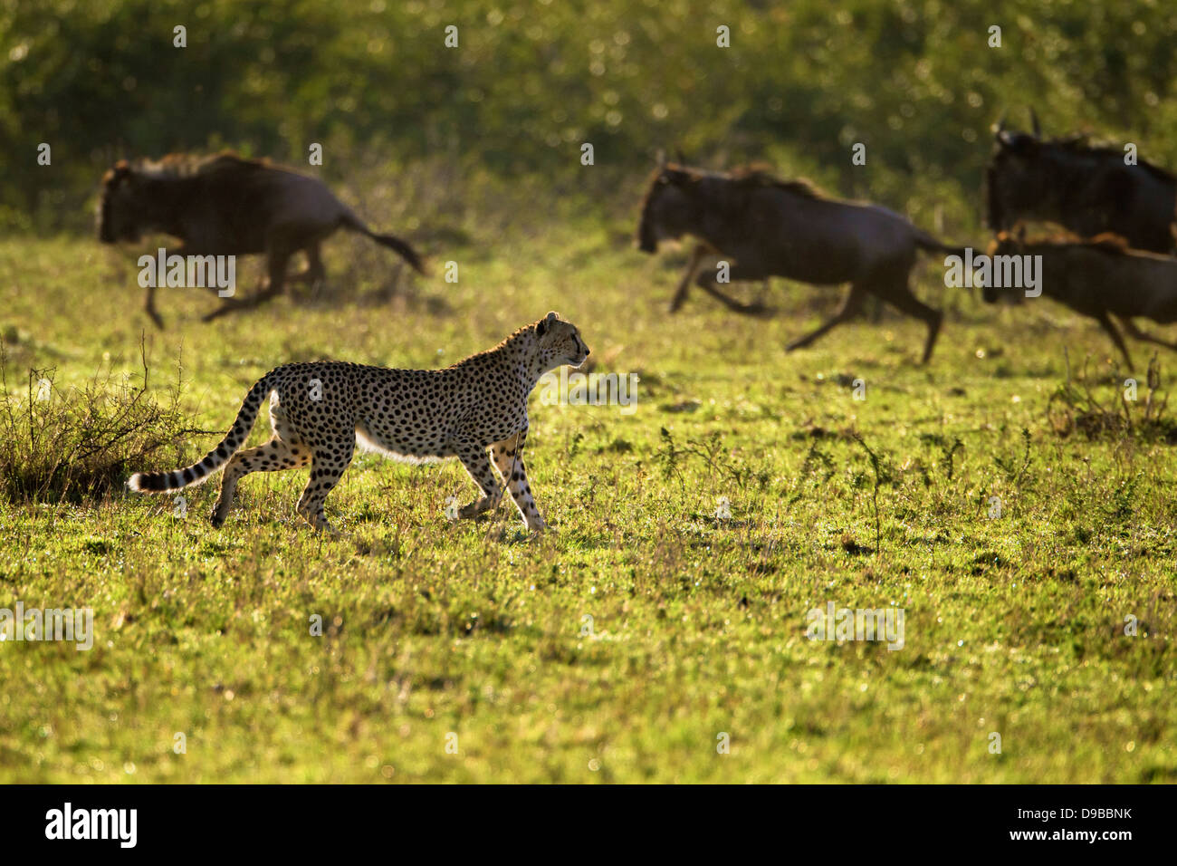 Geparden jagen ein Gnus, Masai Mara, Kenia Stockfoto