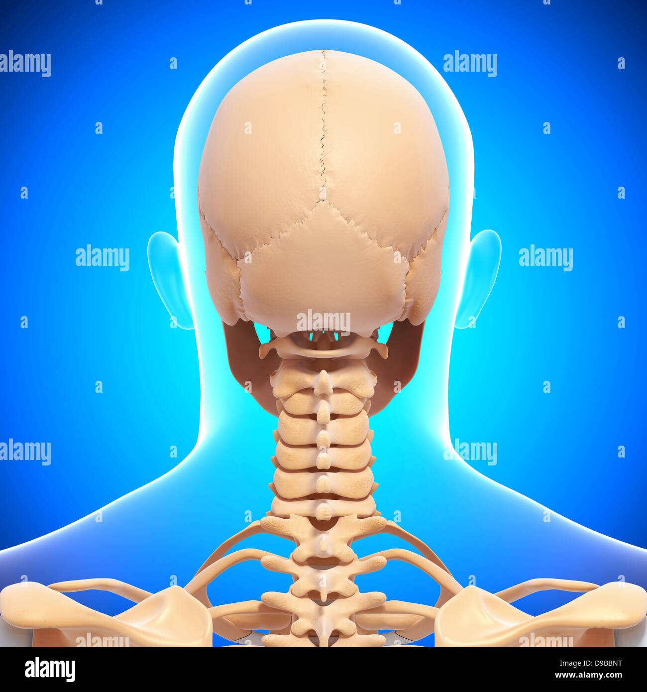 Anatomie des Menschen Kopf in Form von Xray Stockfoto