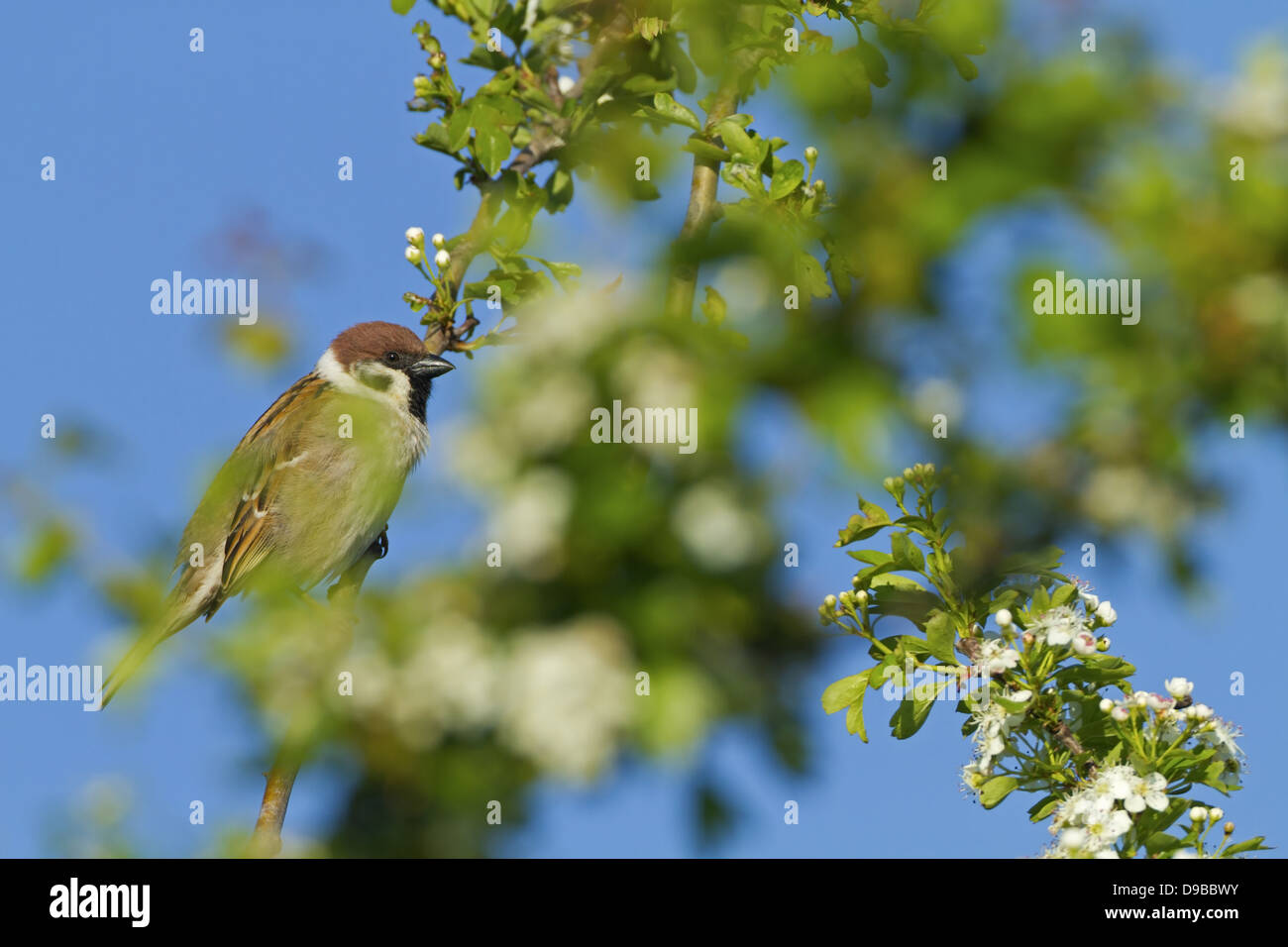 Feldsperling, eurasische Tree Sparrow Tree Sparrow, Passer Montanus, Moineau Friquet, Gorrión Molinero Stockfoto