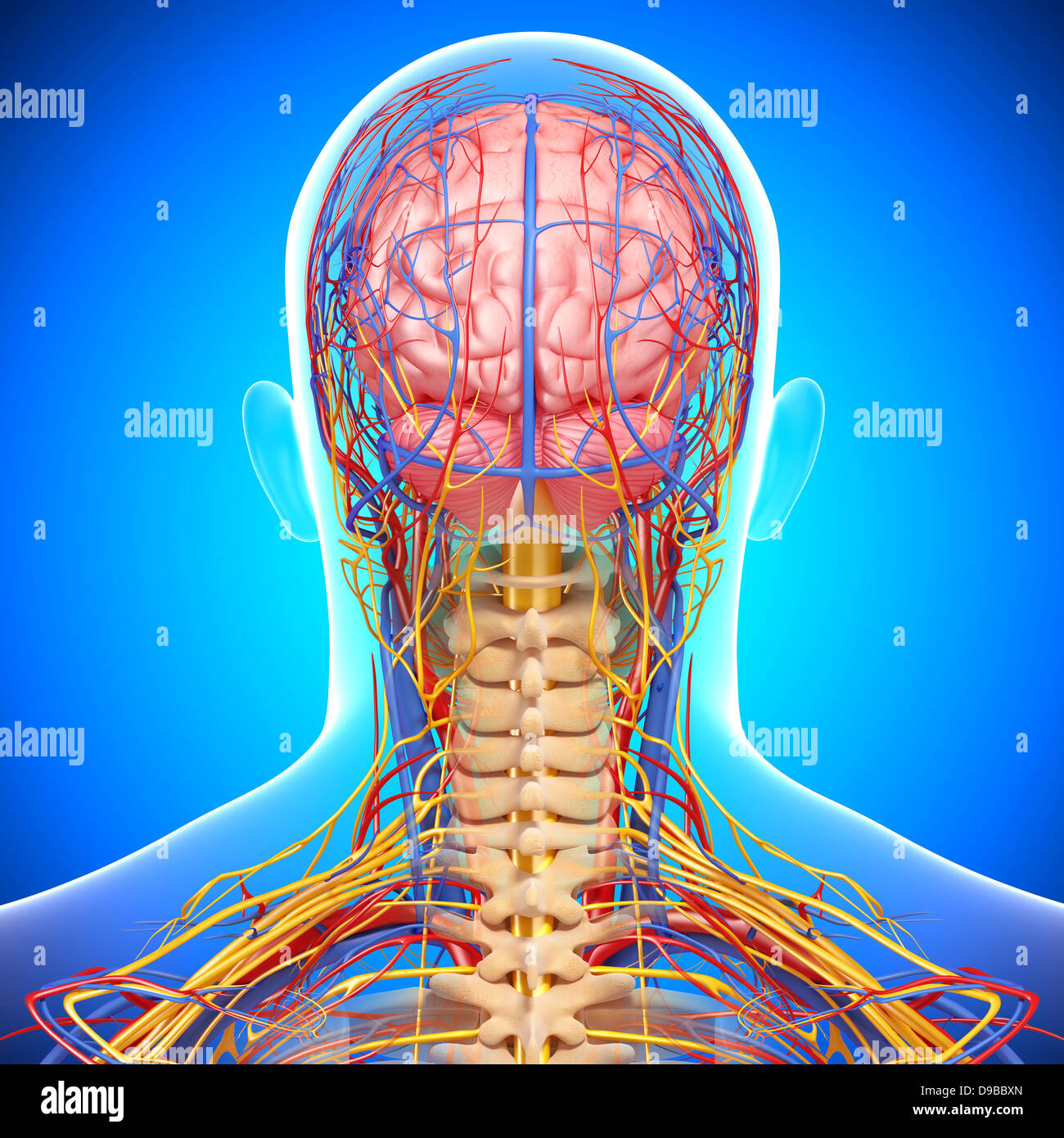 Herz-Kreislauf-System der menschlichen Kopf Anatomie Stockfoto