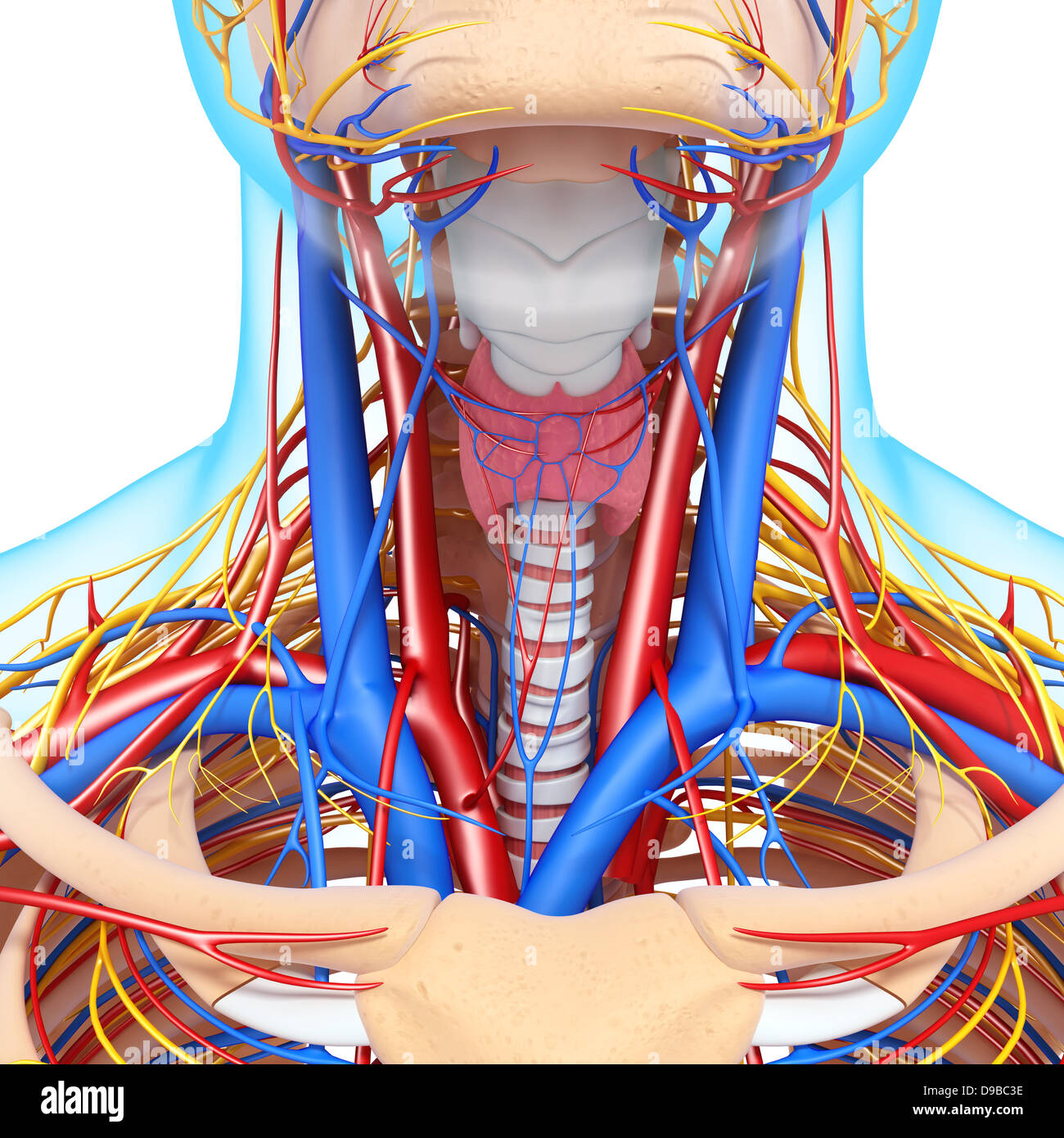 Herz-Kreislauf-System der menschlichen Kopf Anatomie Stockfoto