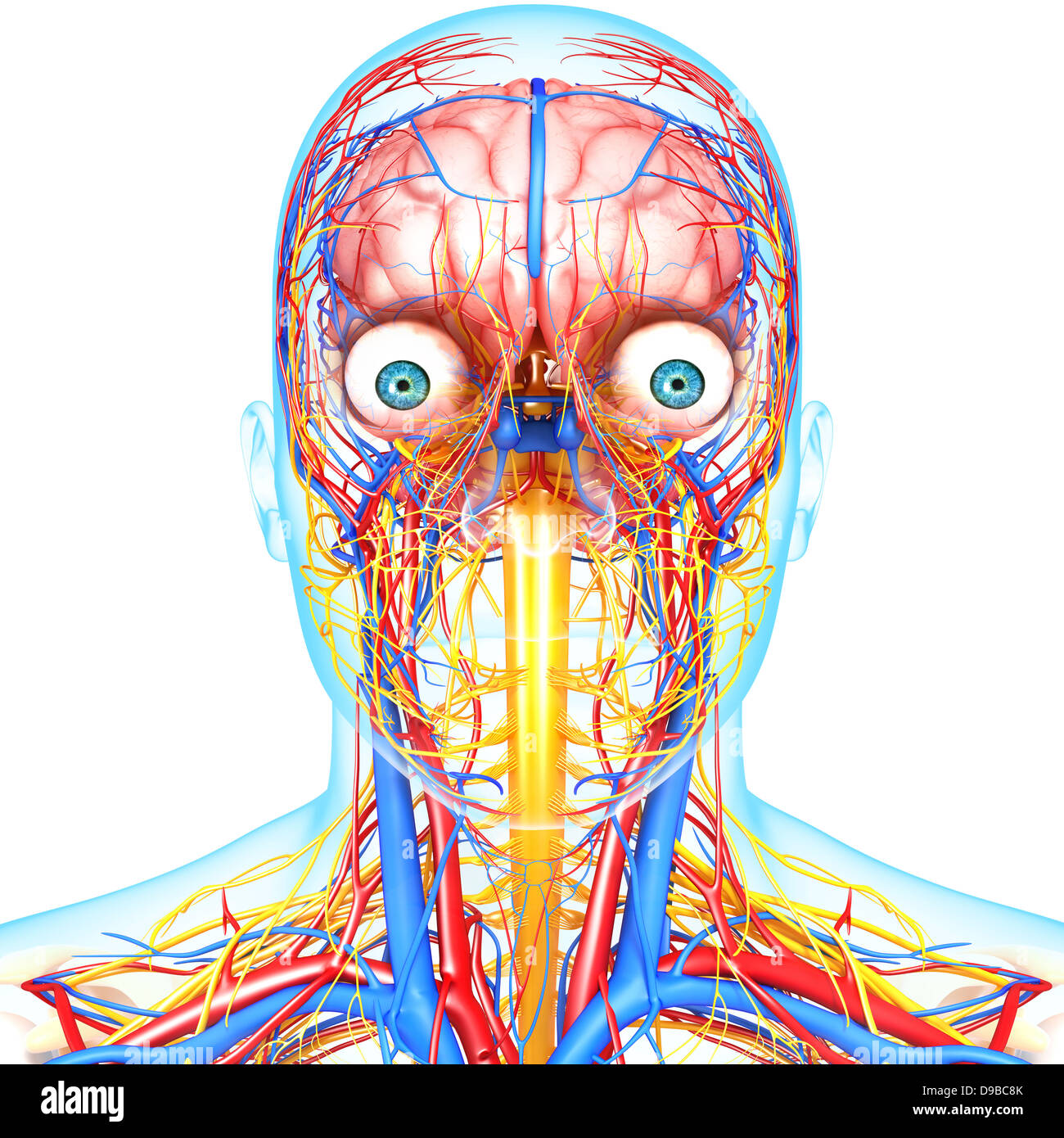 Herz-Kreislauf-System der menschlichen Kopf Anatomie Stockfoto
