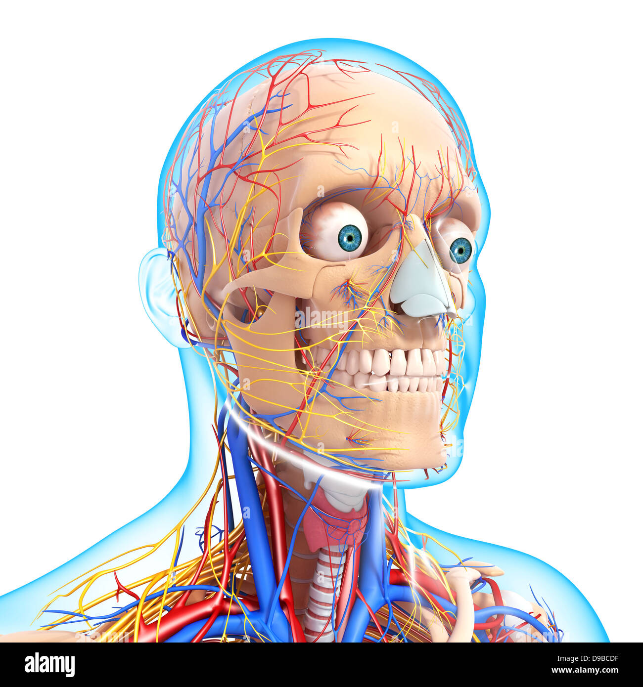 Herz-Kreislauf-System der menschlichen Kopf Anatomie Stockfoto