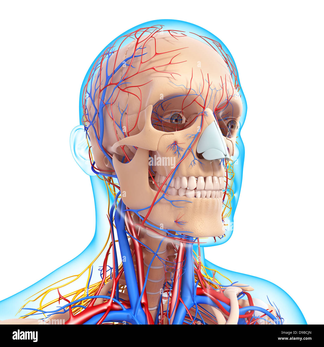 Herz-Kreislauf-System der menschlichen Kopf Anatomie Stockfoto
