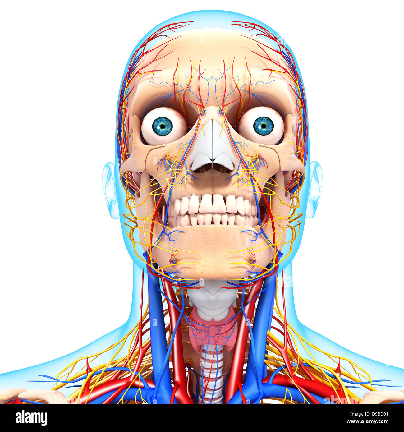Herz-Kreislauf-System der menschlichen Kopf Anatomie Stockfoto