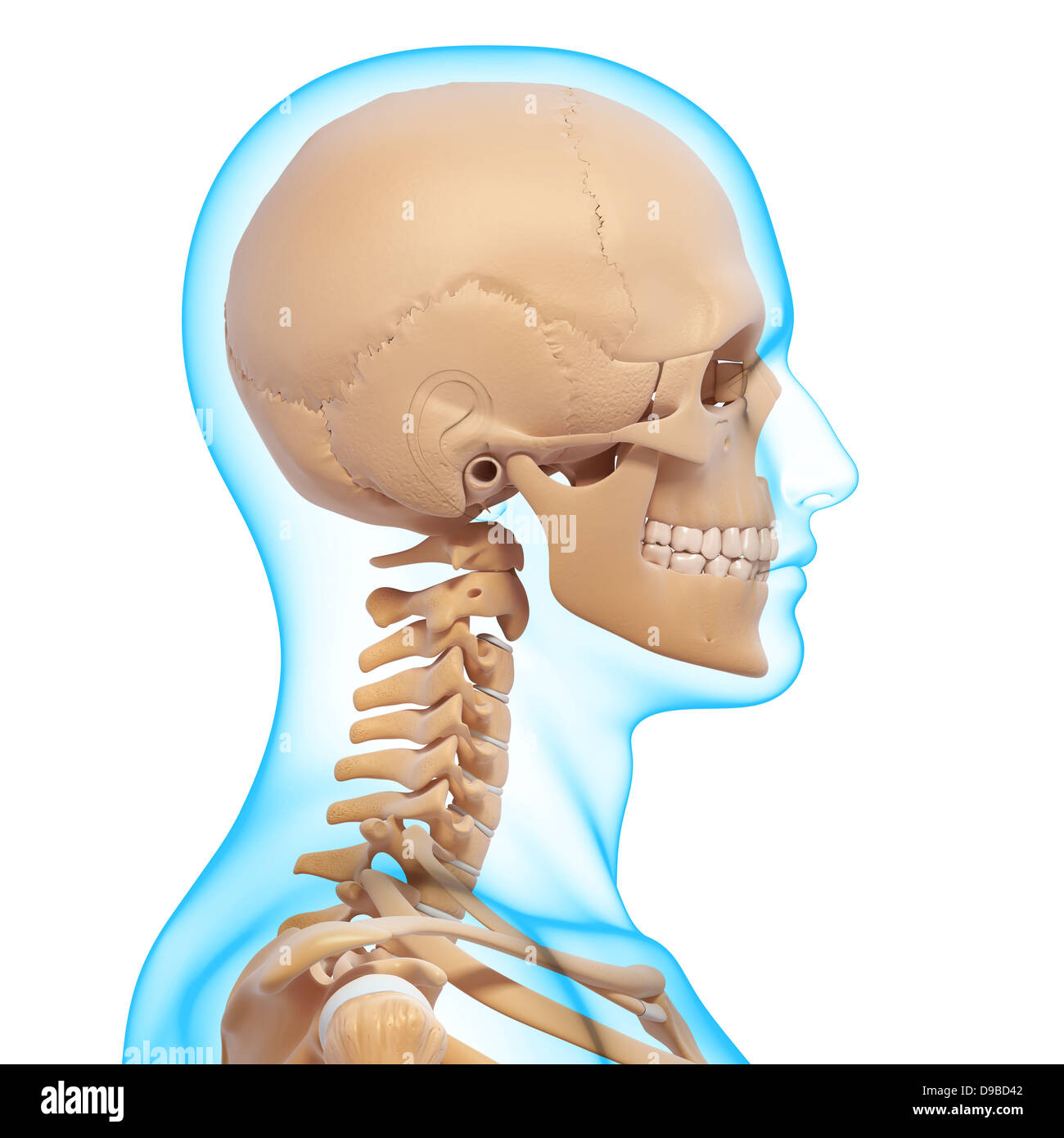 Anatomie des Menschen Kopf in Form von Xray Stockfoto