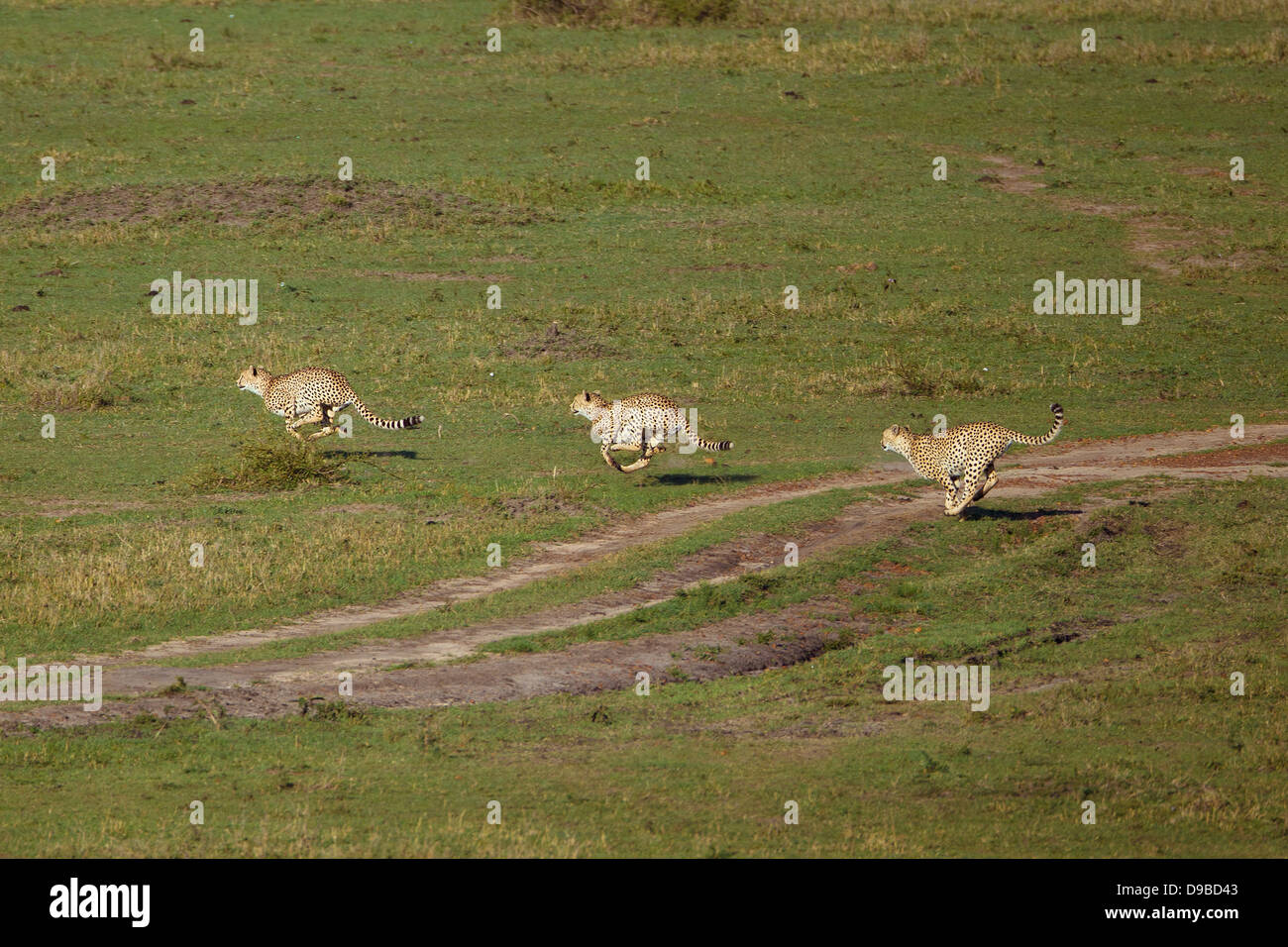 Geparden jagen ein Gnus, Masai Mara, Kenia Stockfoto