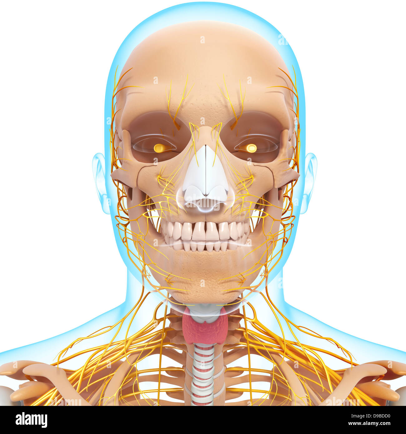 Nervensystem des menschlichen Kopf Anatomie in Form von x-ray Stockfoto