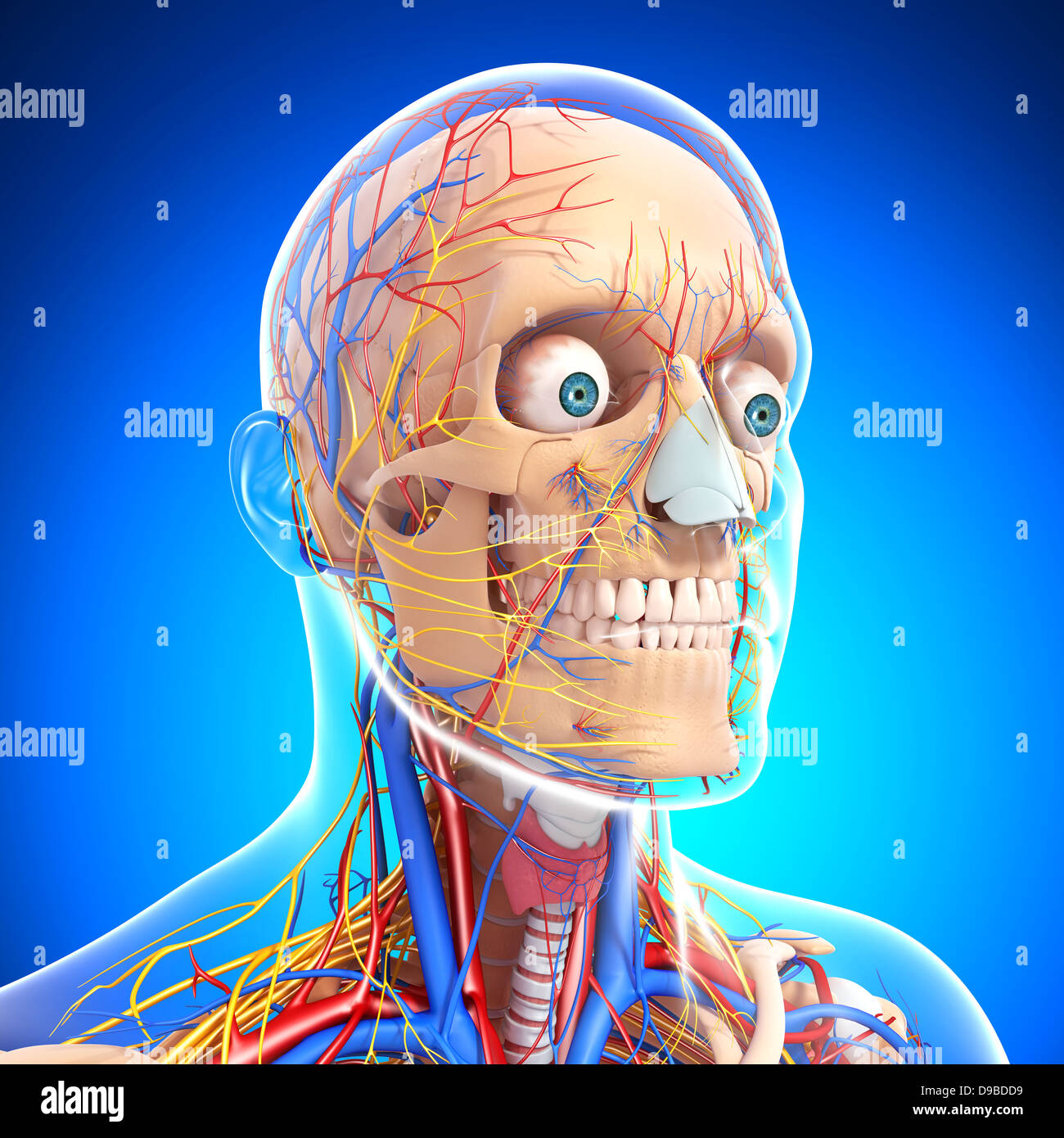 Herz-Kreislauf-System der menschlichen Kopf Anatomie Stockfoto