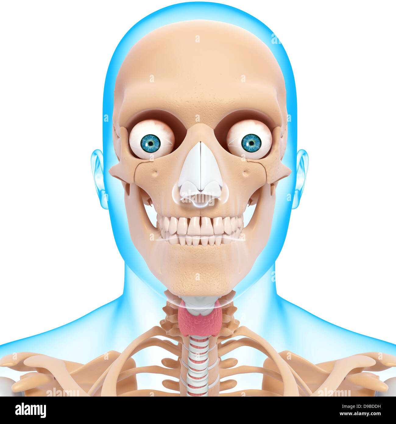Anatomie des Menschen Kopf in Form von Xray Stockfoto