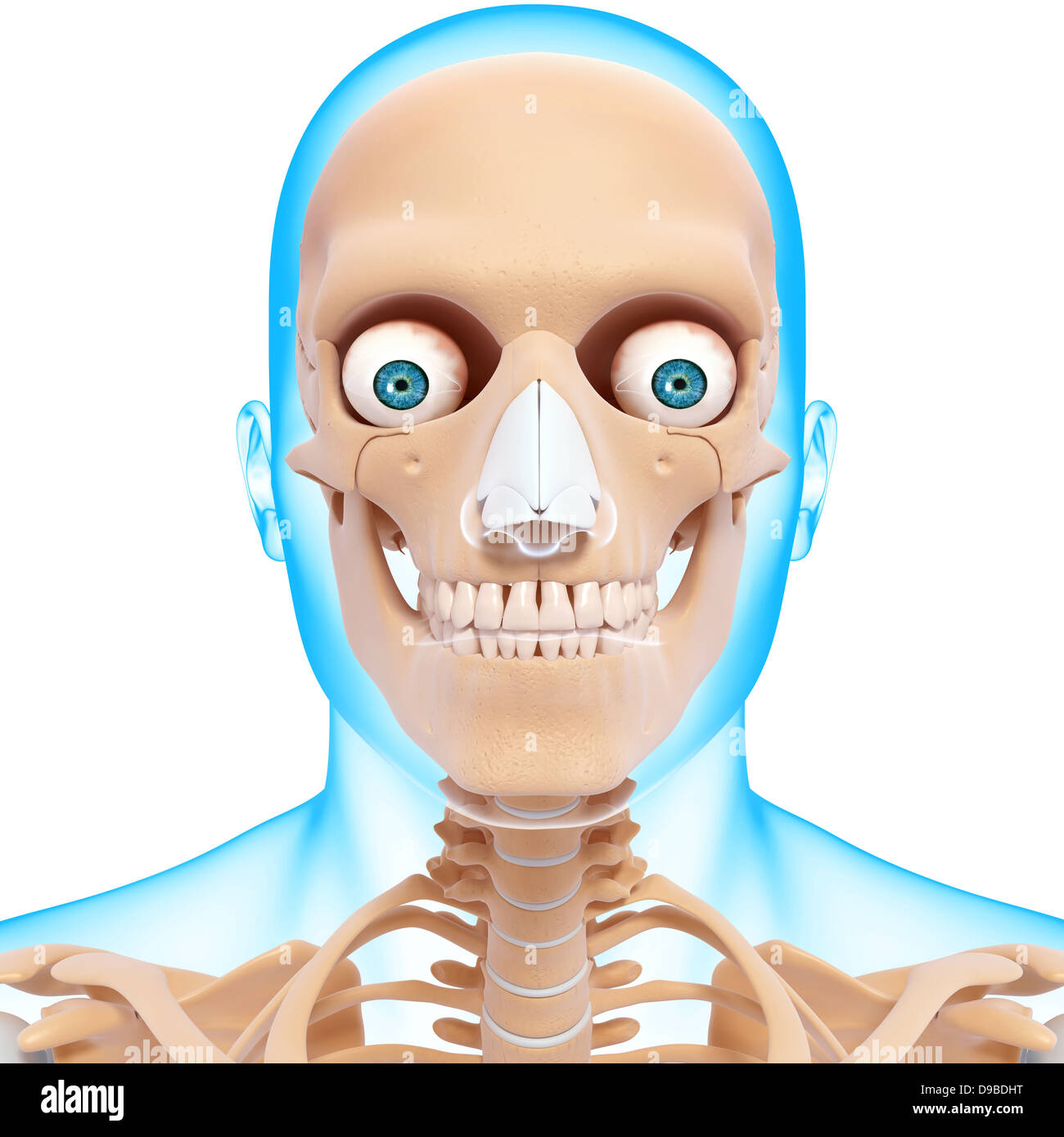 Anatomie des Menschen Kopf in Form von Xray Stockfoto