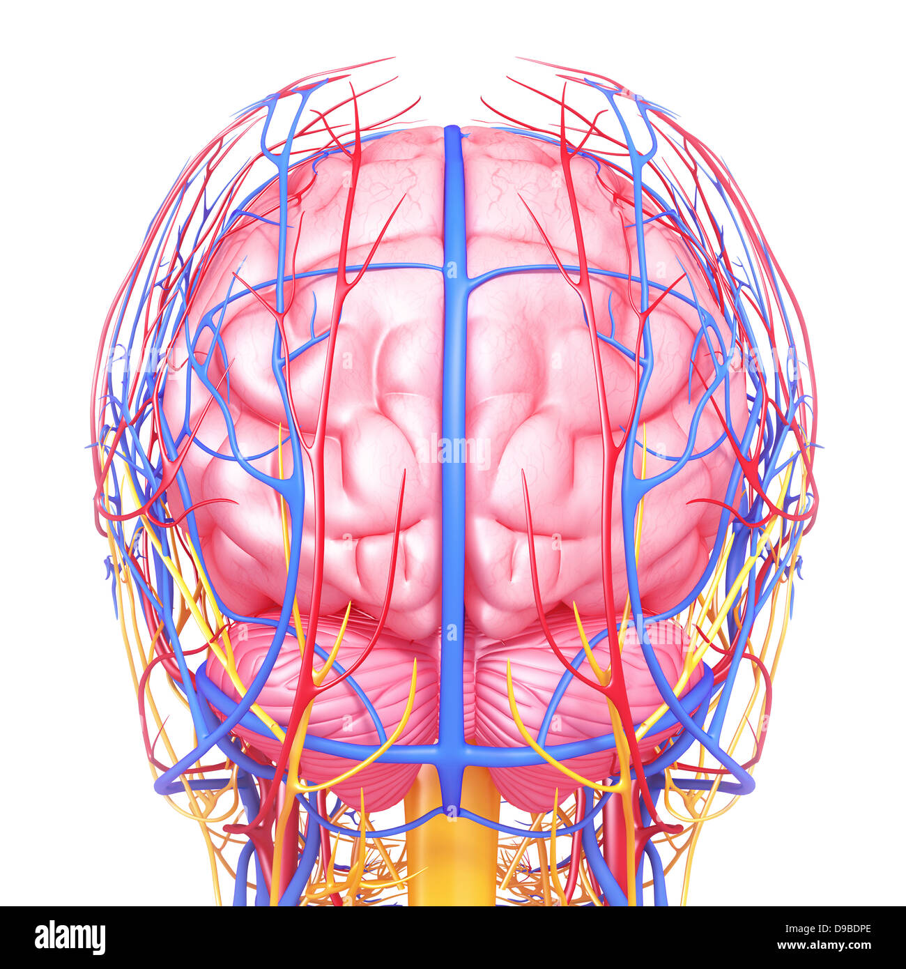 Herz-Kreislauf-System der menschlichen Kopf Anatomie Stockfoto