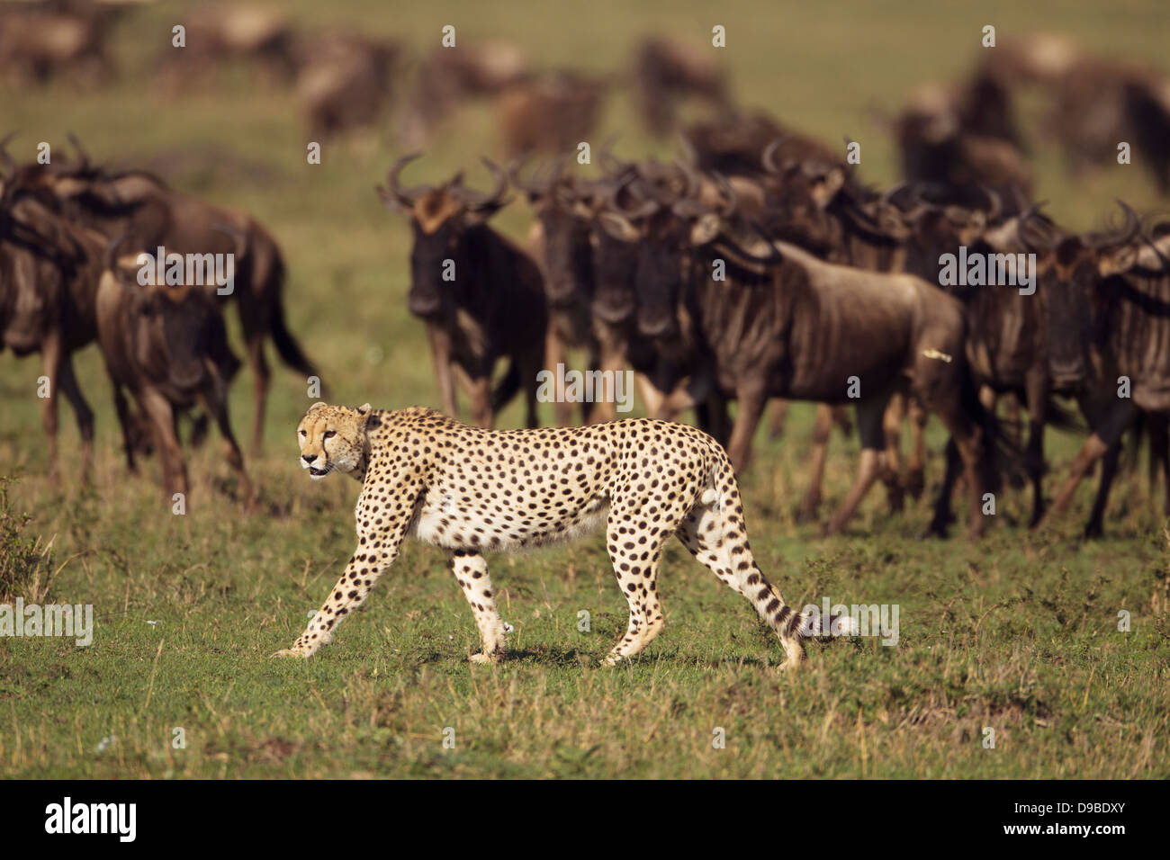 Geparden jagen ein Gnus, Masai Mara, Kenia Stockfoto