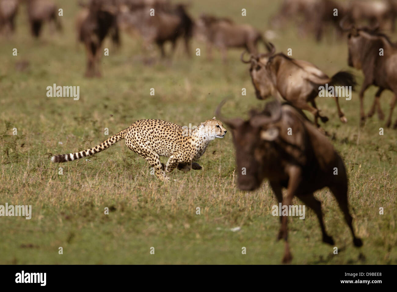 Geparden jagen ein Gnus, Masai Mara, Kenia Stockfoto