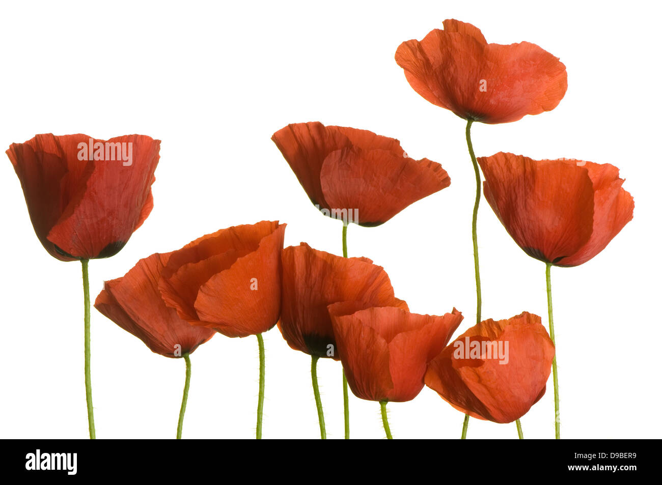 Mohnblumen auf reinen weißen Hintergrund Stockfoto