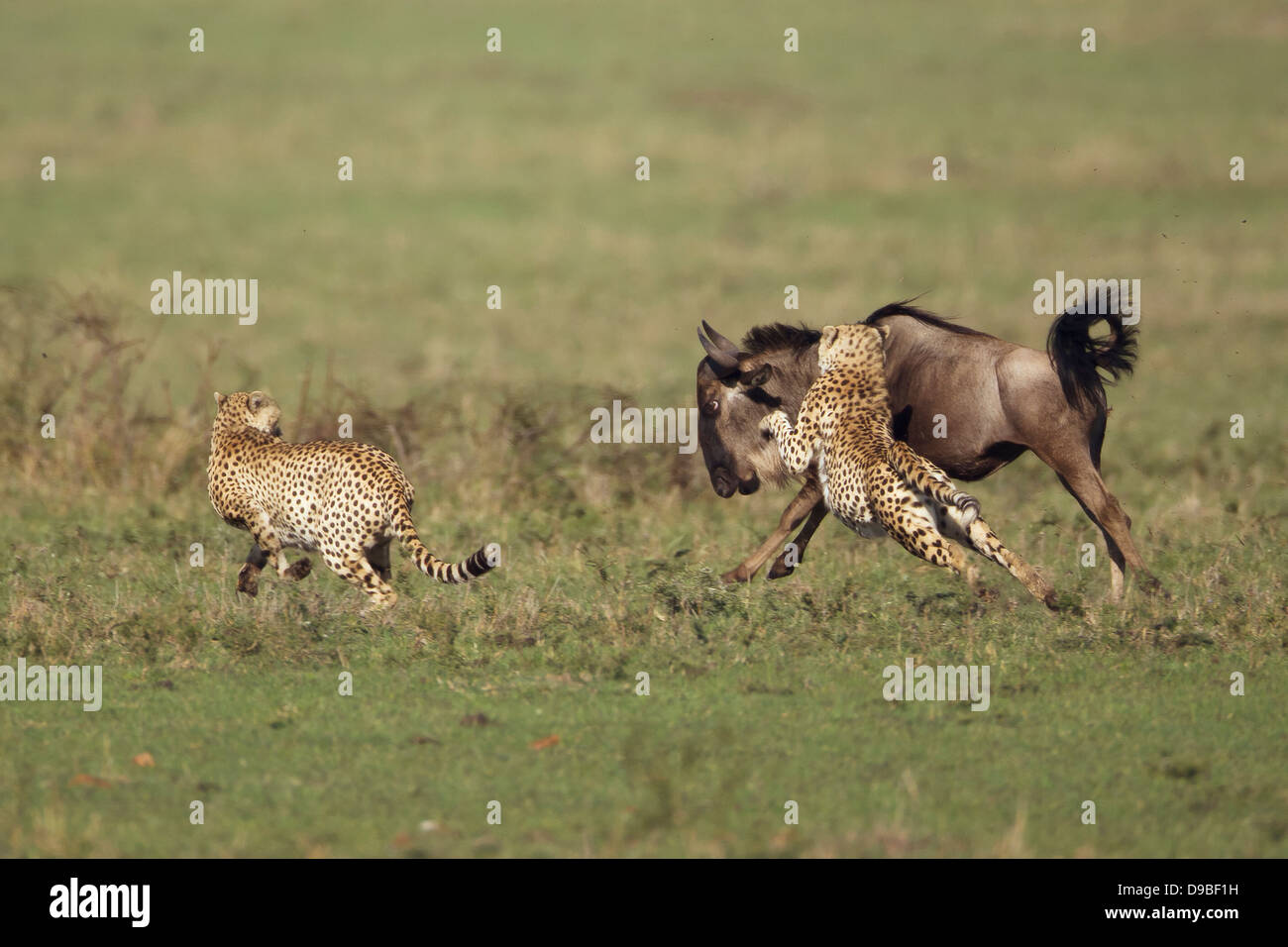 Gepard Erfassung eines Gnus, Masai Mara, Kenia Stockfoto