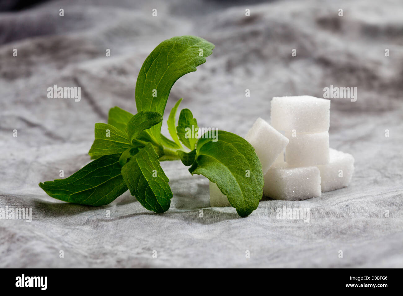 Stevia Rebaudiana mit Würfel Zucker auf Textil Stockfoto