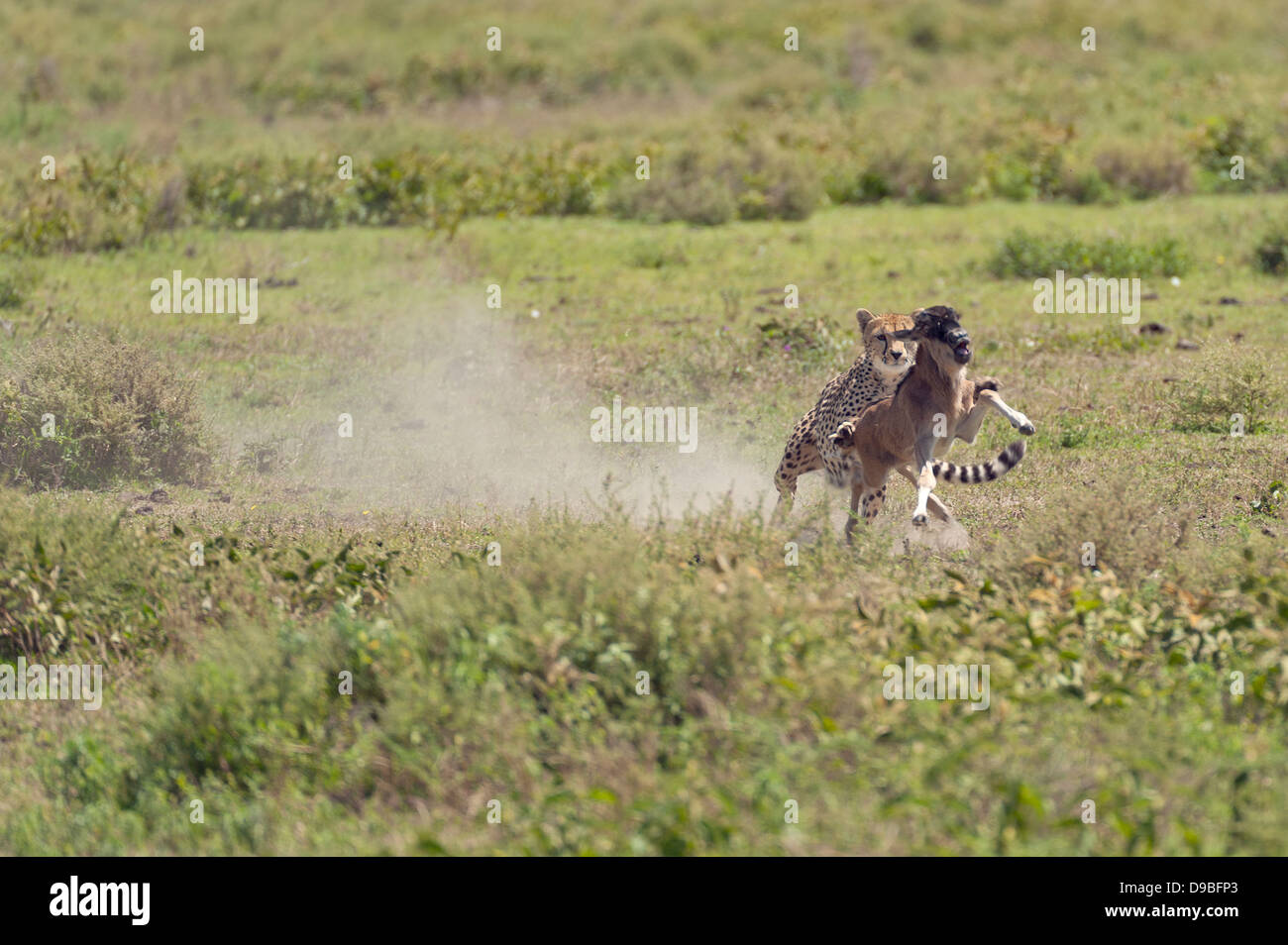 Geparden jagen eine GNU Kalb, Serengeti, Tansania Stockfoto