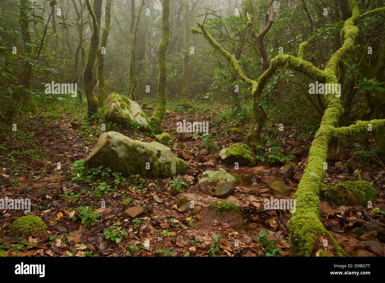 Wald im Nebel, Bosque de Niebla, Andalusien, Bäume mit Moos und Farnen Stockfoto