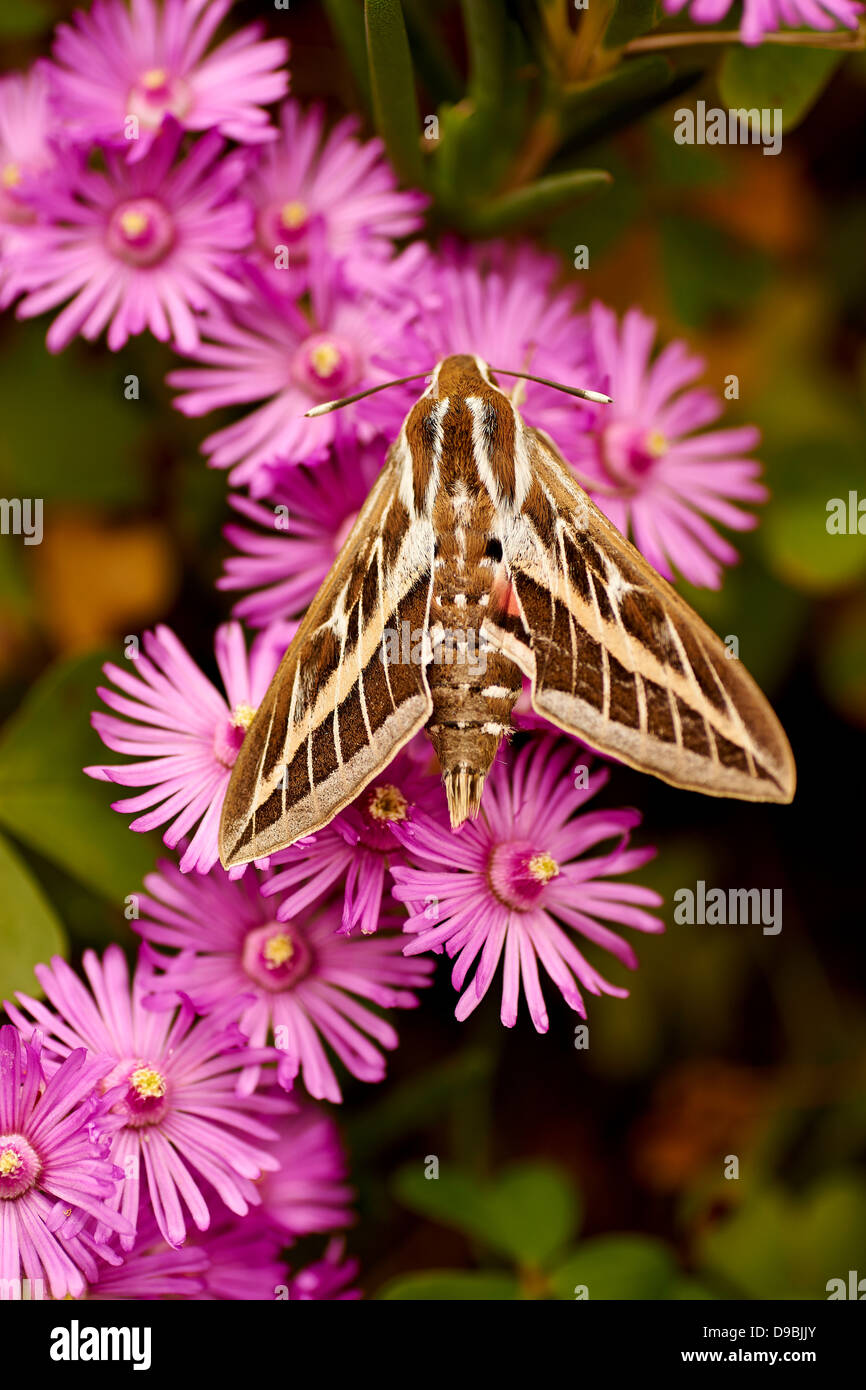 Mariposa de Flores Purpuras Schmetterling auf lila Blumen Stockfoto