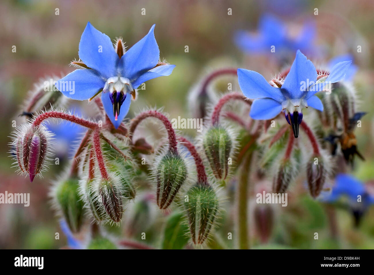 Flor De La Borraja, Borretsch Blume, Flor Azul, blaue Blume Stockfoto