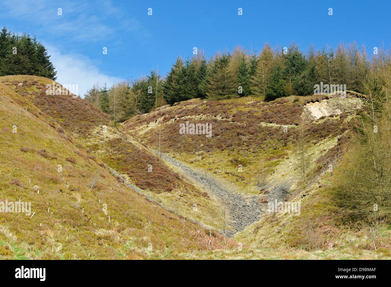 Geröll Corrie in Warren Plantage, Radnor Wald, Powys Stockfoto