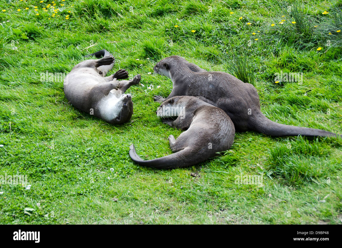 Verspielte Otter. Stockfoto