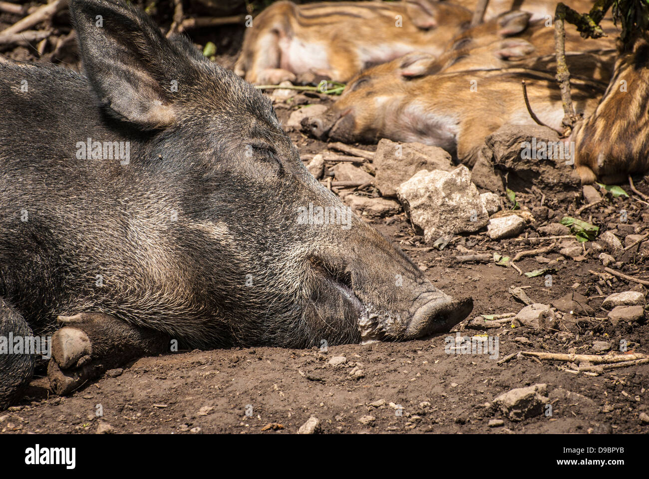 Mutter Wildschwein und Pigletts sonnen sich in der Mittagssonne. Stockfoto