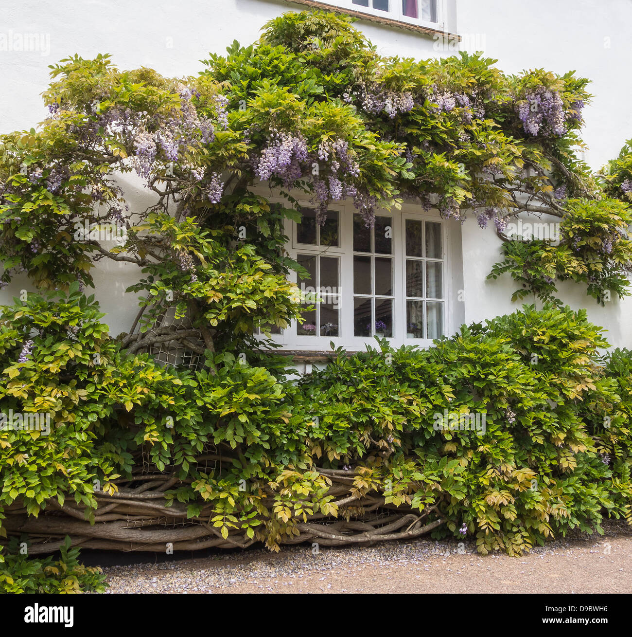 Glyzinien an der wand -Fotos und -Bildmaterial in hoher Auflsung  Alamy