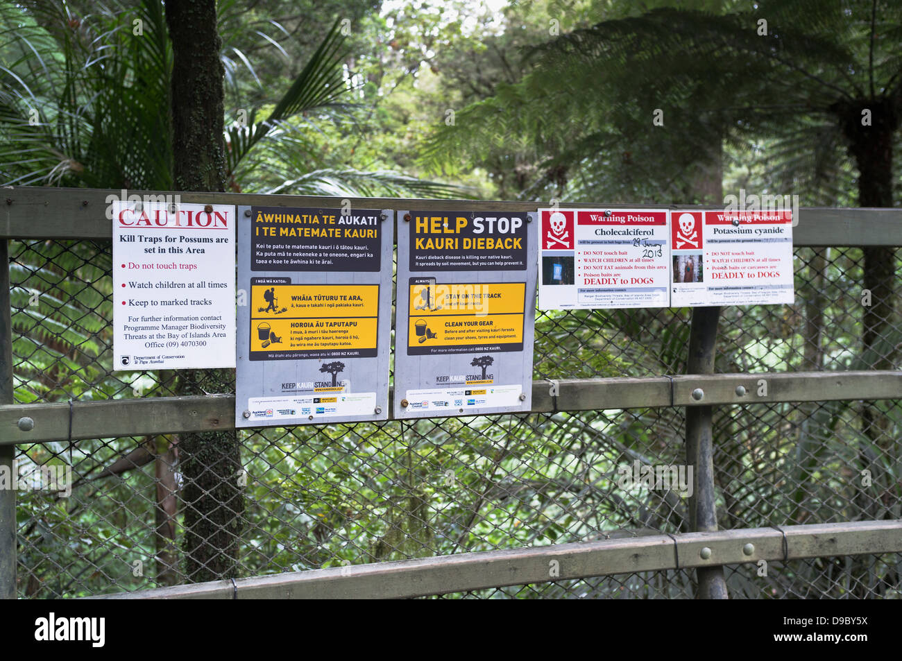 Dh Manginangina finden NORTHLAND NEUSEELAND Kauri Bäume rain forest dieback Zeichen Ratte possum Gift Warnung Wälder Stockfoto