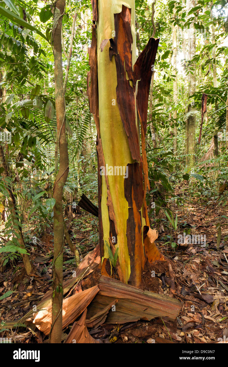 Gespraech Baum (Gespraech Decorticans) mit abblätternde Rinde im Regenwald im Osten Ecuadors. Stockfoto